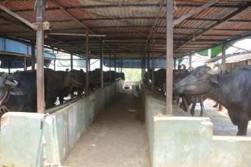 तनहुँका किसान पशुपालनमा आकर्षित : मासु, अण्डा र दूधमा आत्मनिर्भर